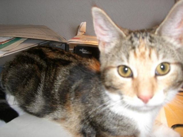Katze Emma vermisst - Entlaufen Zugelaufen - Berlin