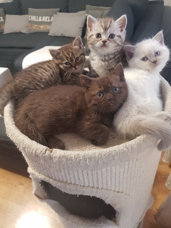 BKH Kitten Britisch Kurzhaar - Katzen - Anklam
