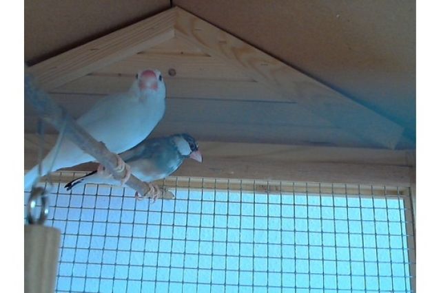 2 Reisfinken zuverkaufen - Voegel - reichshof