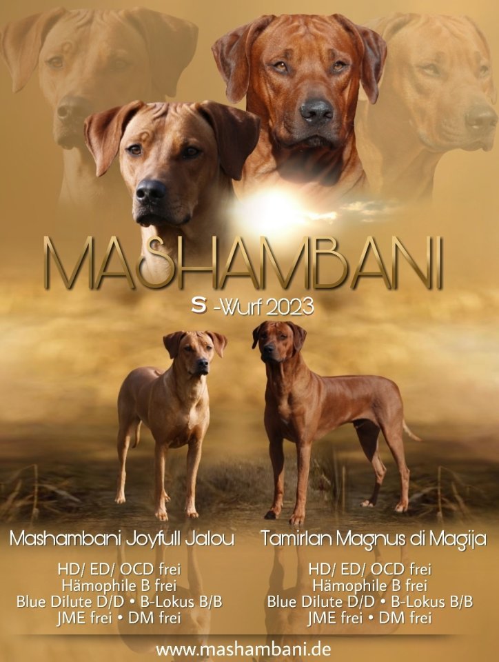 Rhodesian Ridgeback Welpen Mai 2023 vom Züchter - Hunde - Fröndenberg-Ostbüren