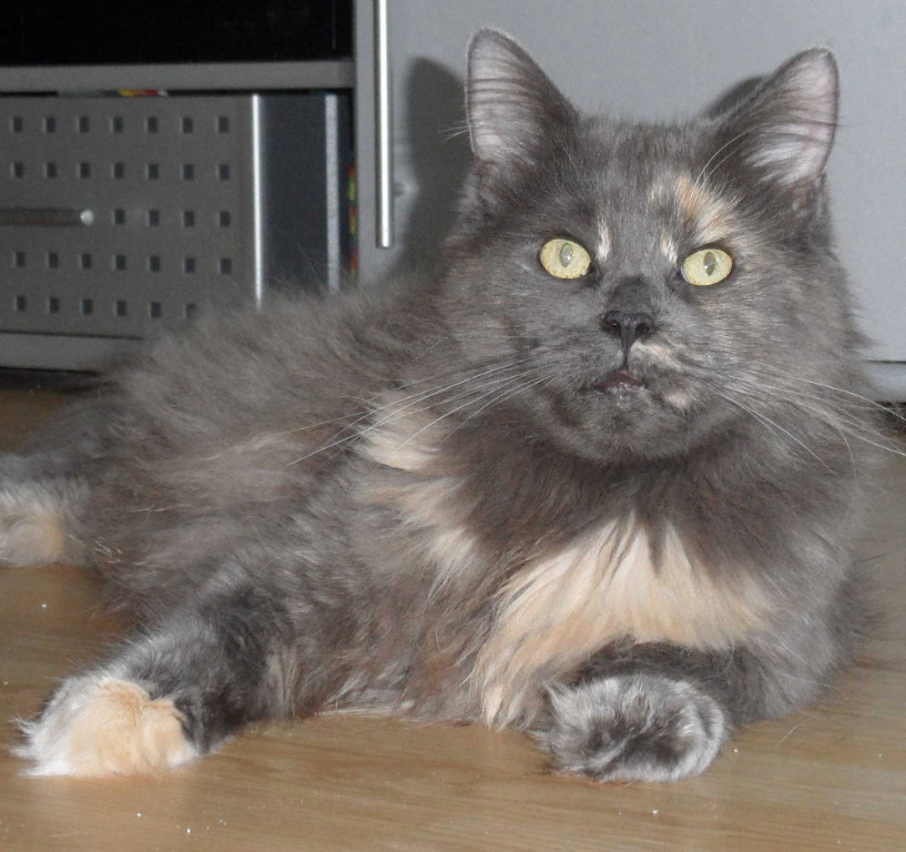 Typvolle Maine Coon Kastraten ( Katzen) aus Düsseldorf - Katzen - Düsseldorf