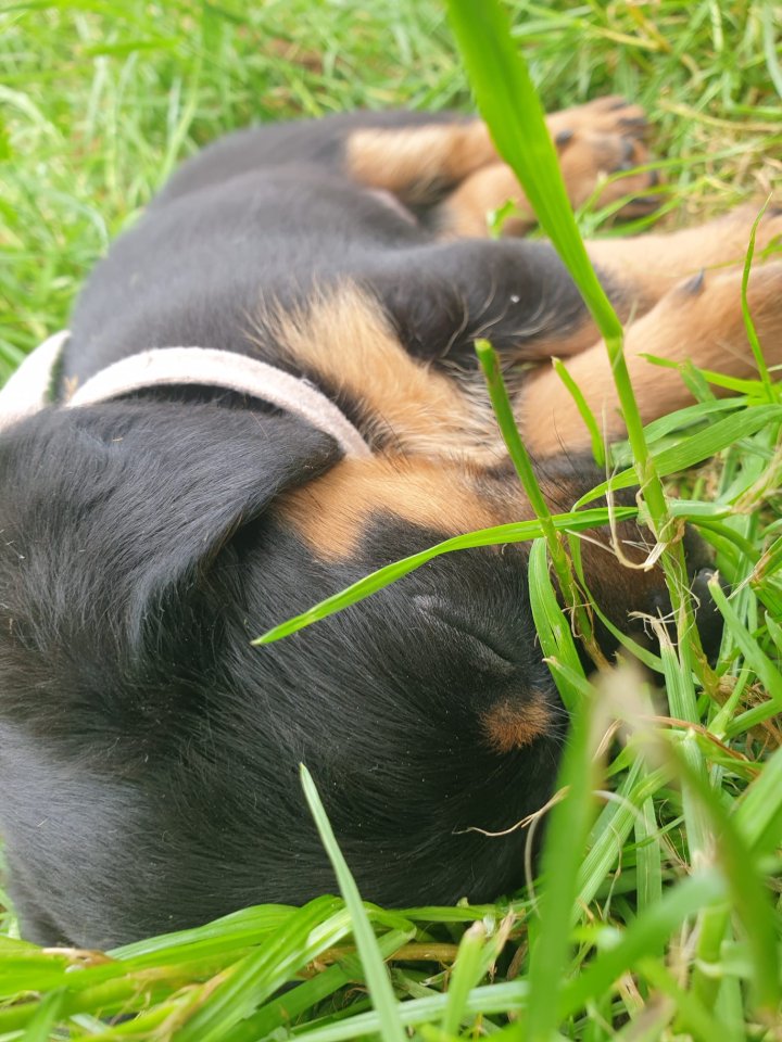 Jagdhundmischlingswelpen   Dackel mit Jagdterrier und Bracke - Hunde - Eitting