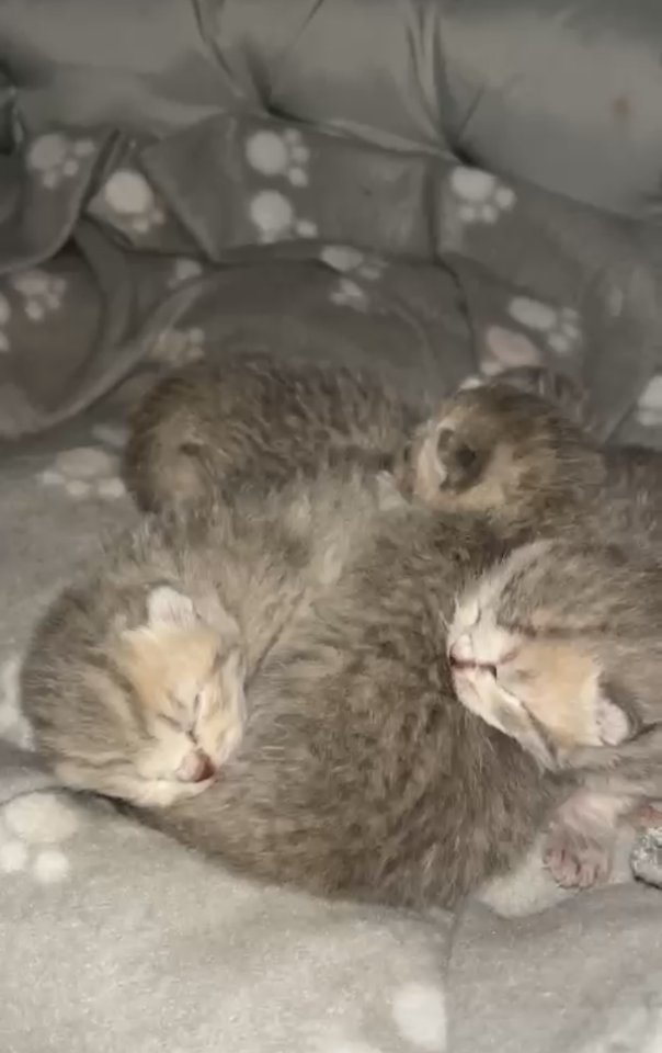 Britisch Kurzhaar Kitten? - Katzen - Berlin