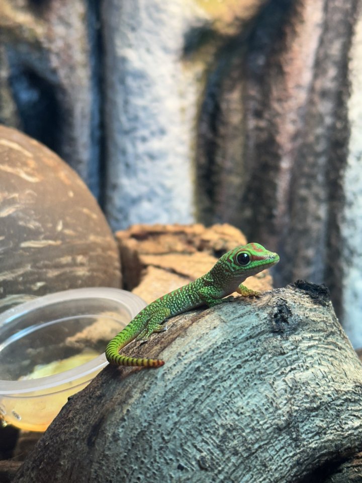 Madagaskar Taggecko (Phelsuma Grandis) Nachzuchten - Reptilien - Harsum