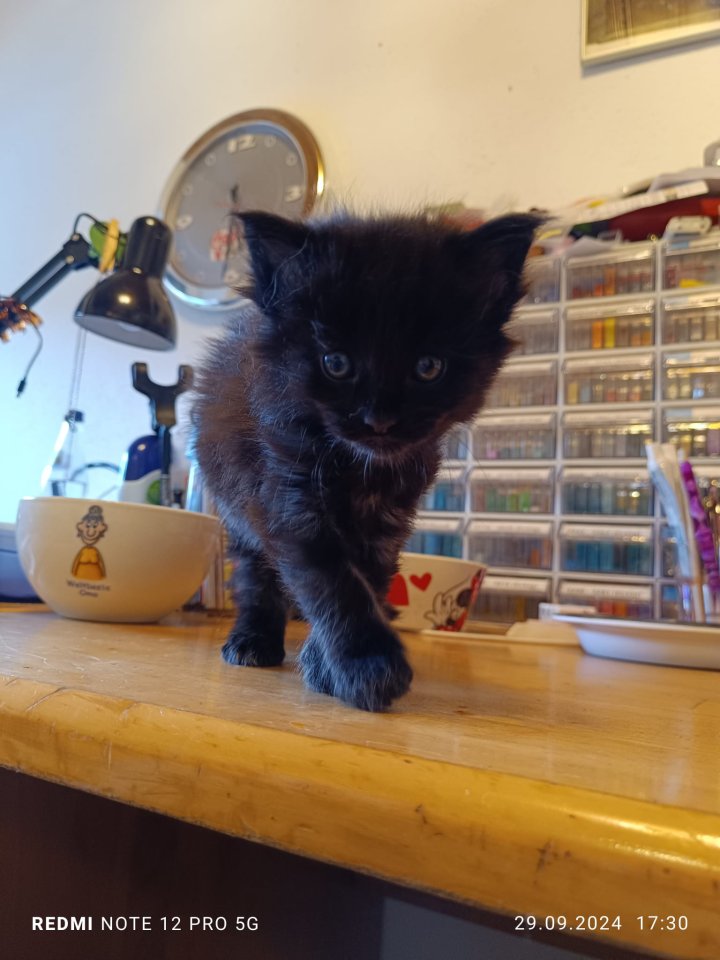 Maine Coon Kater zu verkaufen - Katzen - Obermeitingen