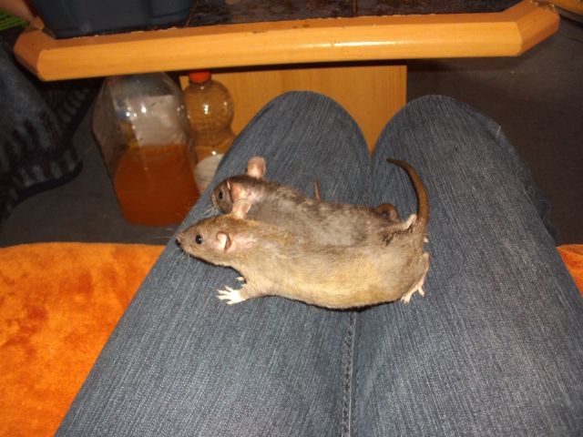 SÜßE REX,DUMBO UND STANDART MÄDELS AUS HOBBYZUCHT - Ratten - Hamburg