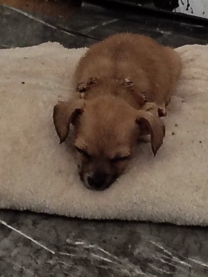 Jack-Russel -Chihuahua Mix Welpen - Hunde - 08525 Plauen