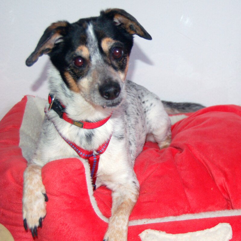 TY - männlich  12 Jahre  30 cm  7 kg  Jack Russell-Mix  Gechipt  Kastriert - Hunde - Lauf an der Pegnitz