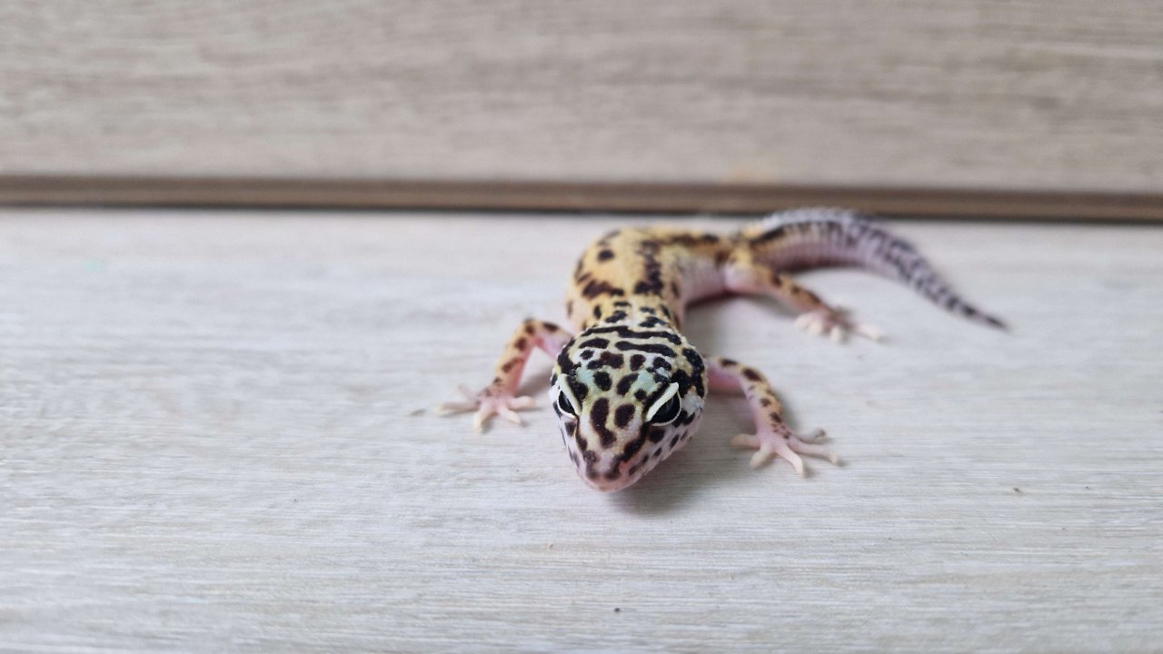 3 Leopardgecko 0.0.3 zu verkaufen - Reptilien - Marienrachdorf