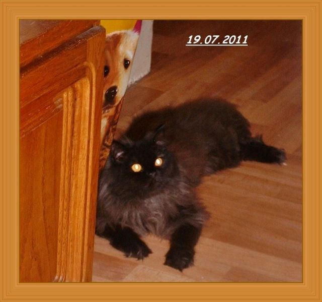 Perserdeckkater (Schwarz) empfängt Damenbesuch... - Katzen - Bad Oeynhausen