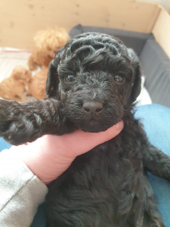 Toypudel Zwergpudel Welpen - Hunde - Coppenbrügge