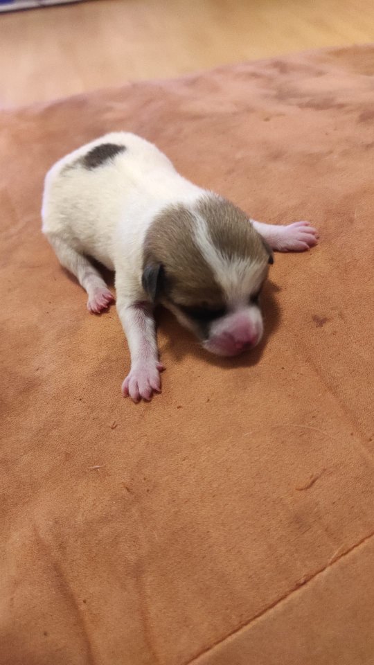 Hunde Welpe zu verkaufen45 - Hunde - Bielefeld