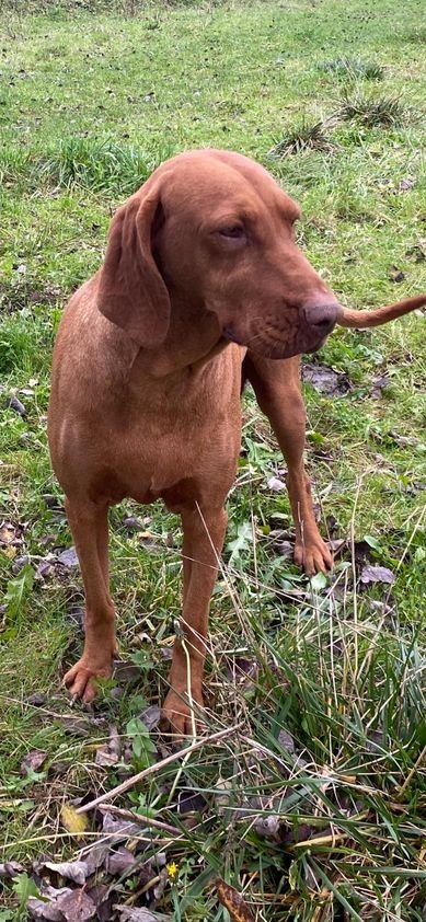 Wunderschöne reinrassige Magyar Vizsla Hündin - Hunde - GEISMAR