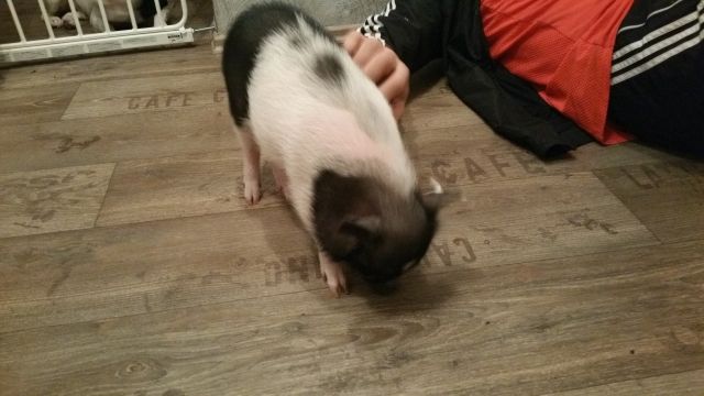 Echtes Teacup Minischwein - Haustiere - Neuenhaus