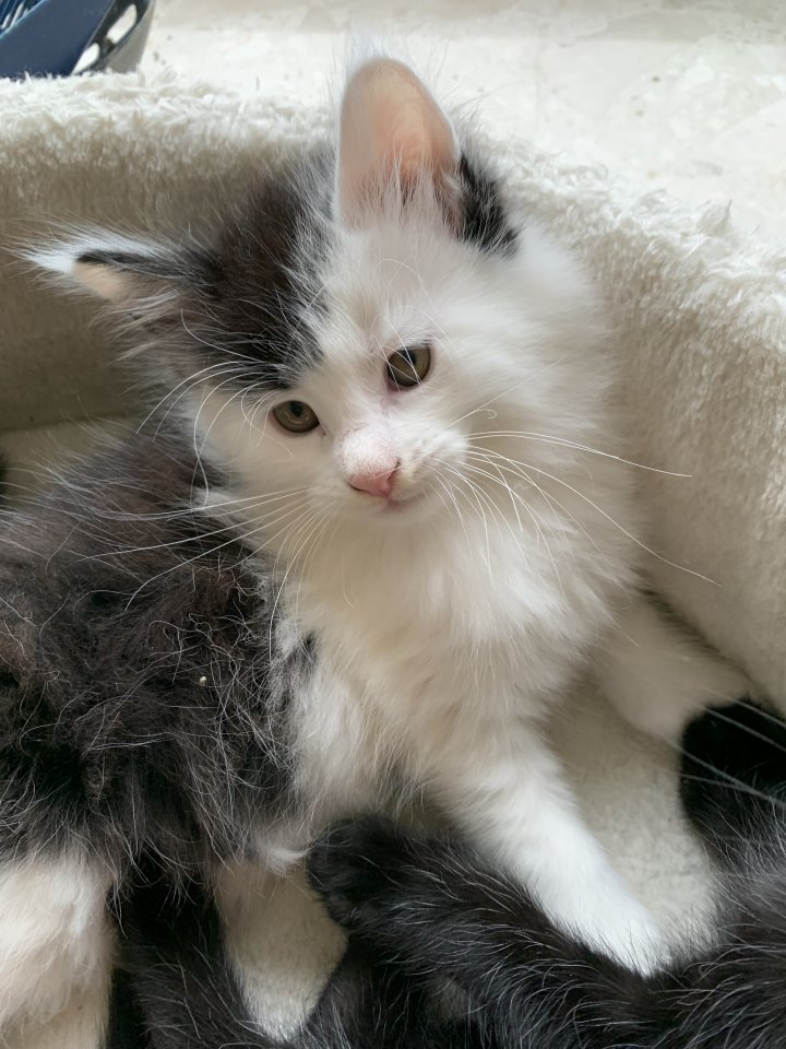 Main Coon  Babykatzen männlich, weiblich - Katzen - Roßdorg