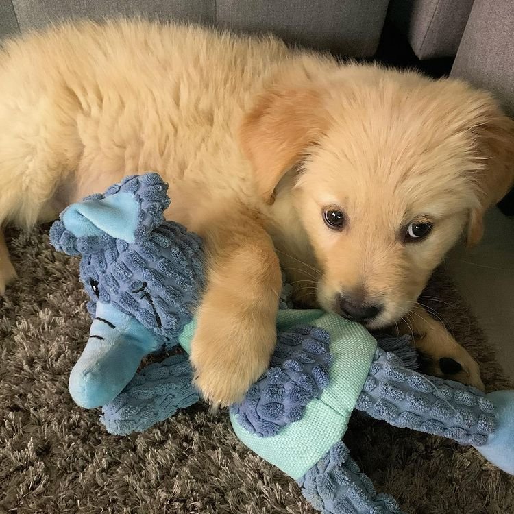 Golden Retriever Welpen - Hunde - Schleswig-Holstein
