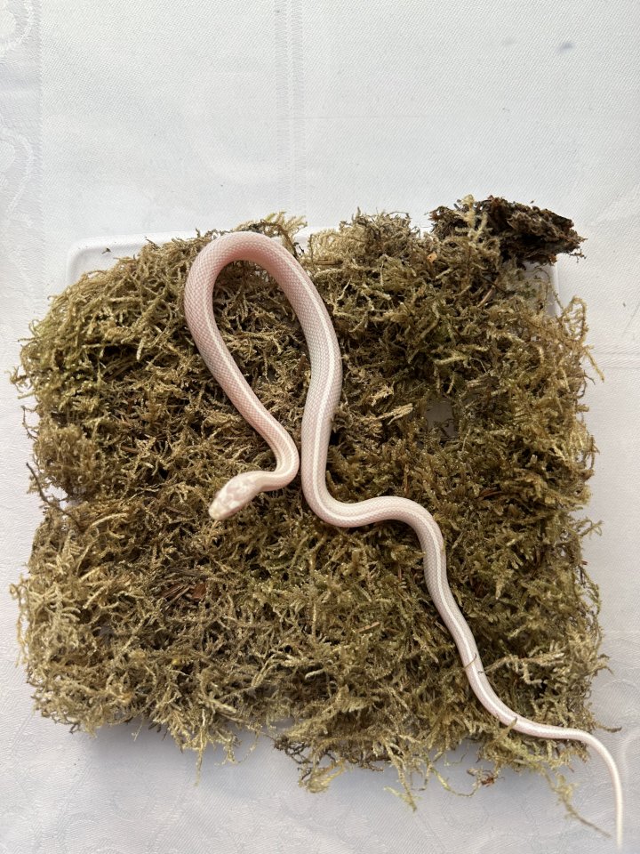 Kornnatter 0,1 Snow Tessera Motley - Reptilien - Großengottern
