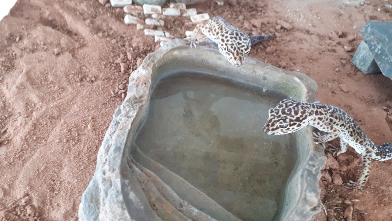 3 Leopardgeckos abzugeben - Reptilien - Nehren