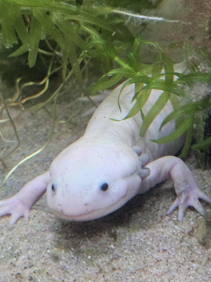 Axolotl zu verschenken - Amphibien - Wiesmoor