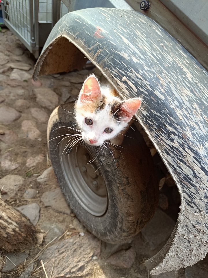Zwei Katzenkinder abzugeben - Katzen - Rogätz 