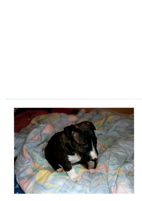 Miniatur bullterrier welpe  - Haustiere - salzwedel