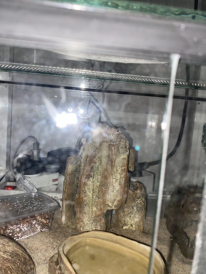 Dringend :) Madagaskar Großkopfgecko - Reptilien - Karlsbad