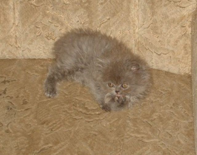 Perserbaby sucht - Katzen - 