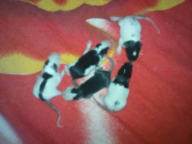 Rattenbabys - Ratten - Karlsruhe