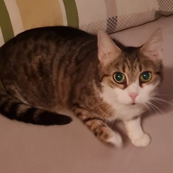 SISSY - weiblich  6 Jahre  europäische Kurzhaar  Gechipt  Kastriert - Katzen - Lauf an der Pegnitz