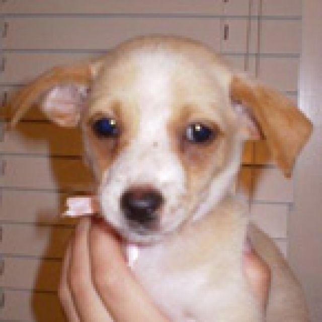 Golden retriever mix - Aquarien und Zubehoer - breed