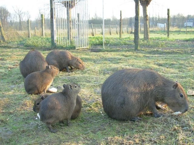 2 capibara - Sonst Nagetiere - belgien