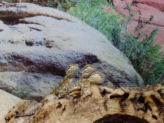 Zwergbartagamen dnz 2010 - Reptilien - regelsbach