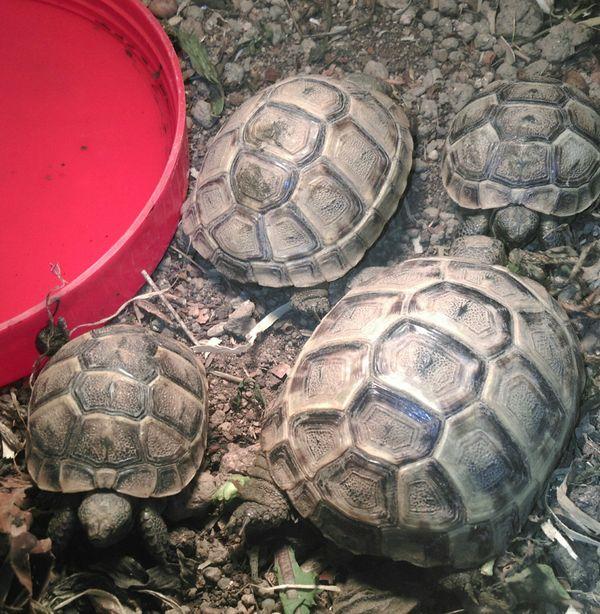 Maurische Landschildkröten (Testudo graeca ibera) - Reptilien - Heppenheim