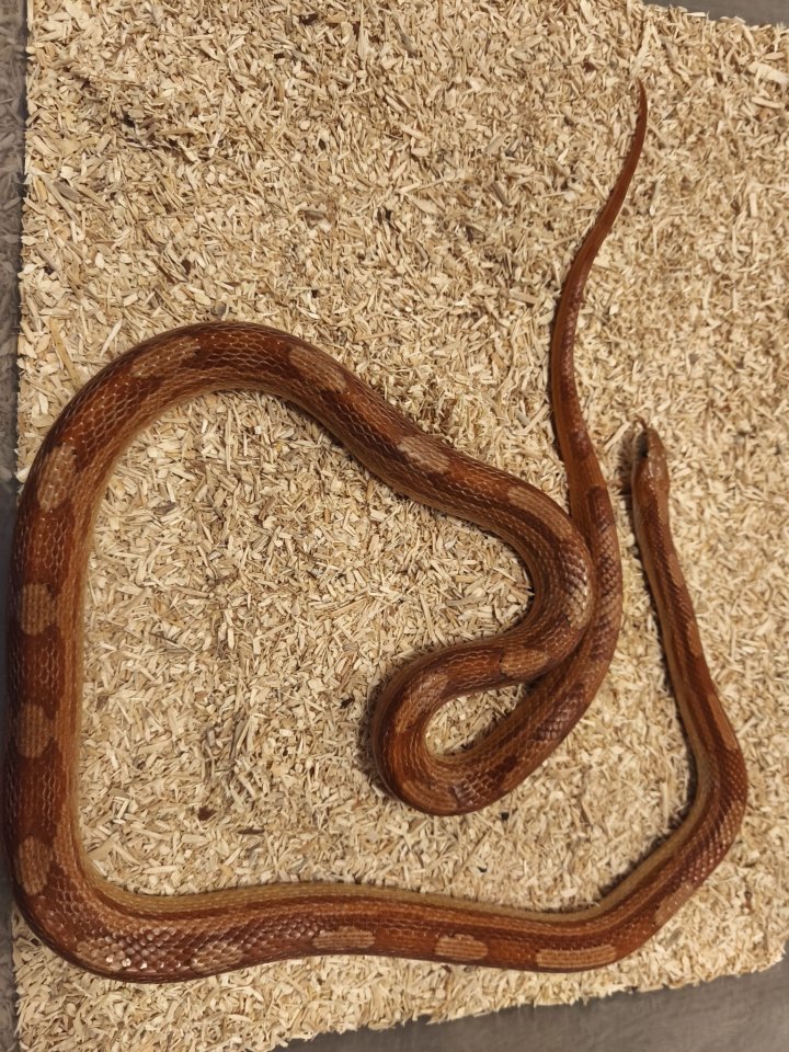 0.1 Kornnatter Hypo-Motley het. Anery - Reptilien - Horb