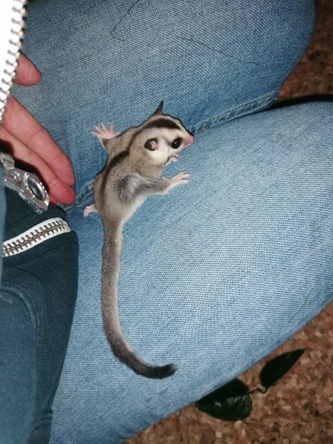 Sugar Glider white Face - Haustiere - Bedburg-Hau