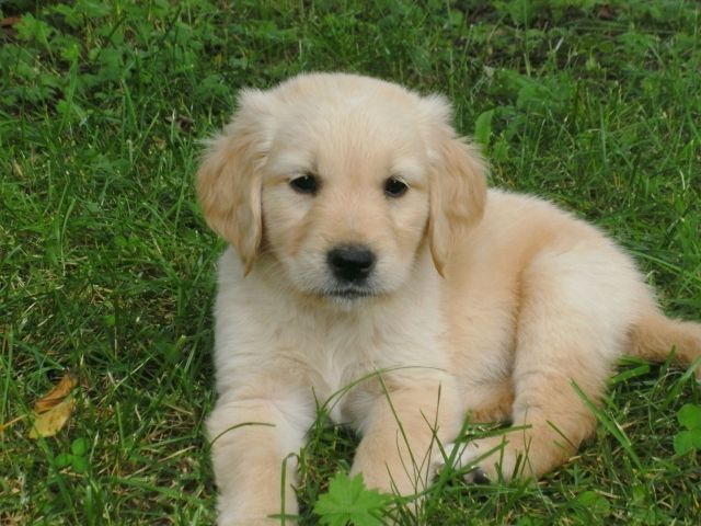 Golden-Retriever Welpen - MZScjI27QLeS