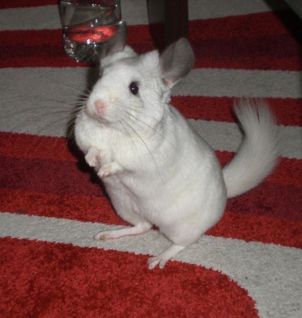 Silberschecke Chinchilla abzugeben  - Nagetiere Allgemein - Hamburg