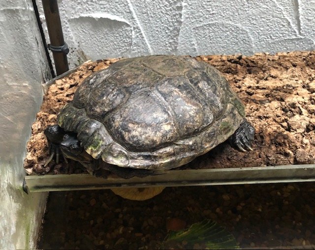 Wasserschildkröte/Gelbwangenschildkröte (männlich) zu verschenken - Reptilien - Mosbach