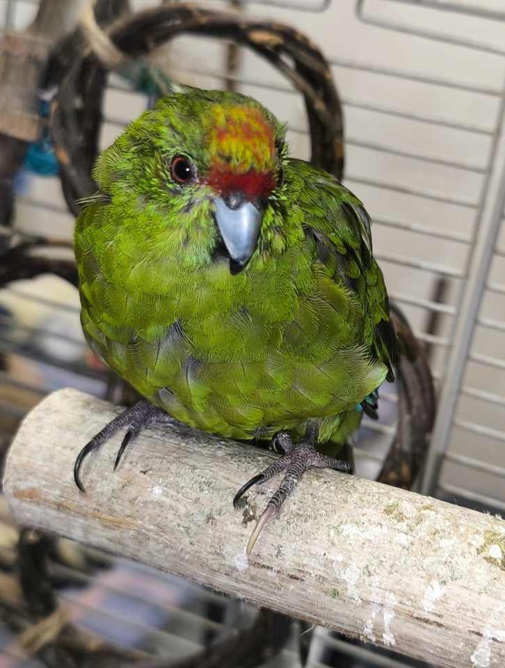 Ziegensittich Henne sucht neue Körnergeber - Voegel - Altenkirchen