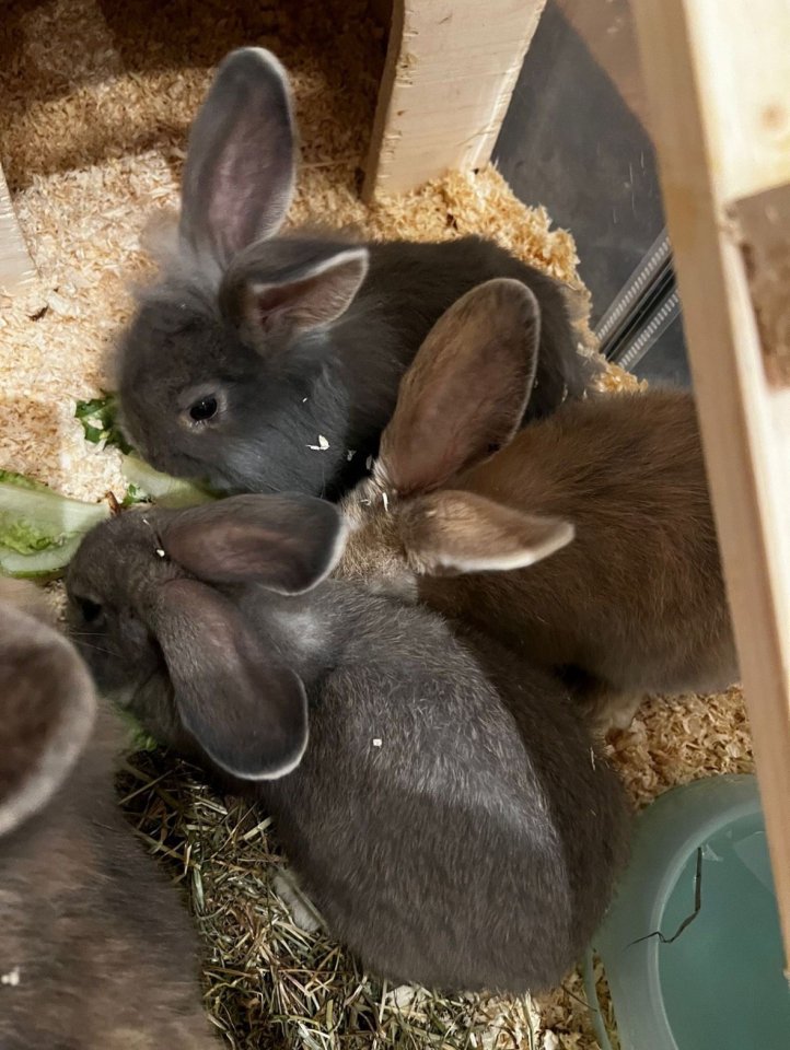 Zwergkaninchen ab sofort abzugeben - Nagetiere - Landstuhl