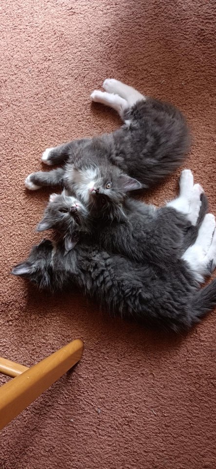Maine-Coon-Kätzchen suchen ein neues Zuhause - Katzen - Schwepnitz