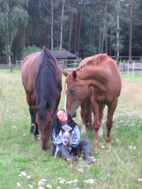 Tiernaturheilkundeschule Vock - Sonstiges - Soltau