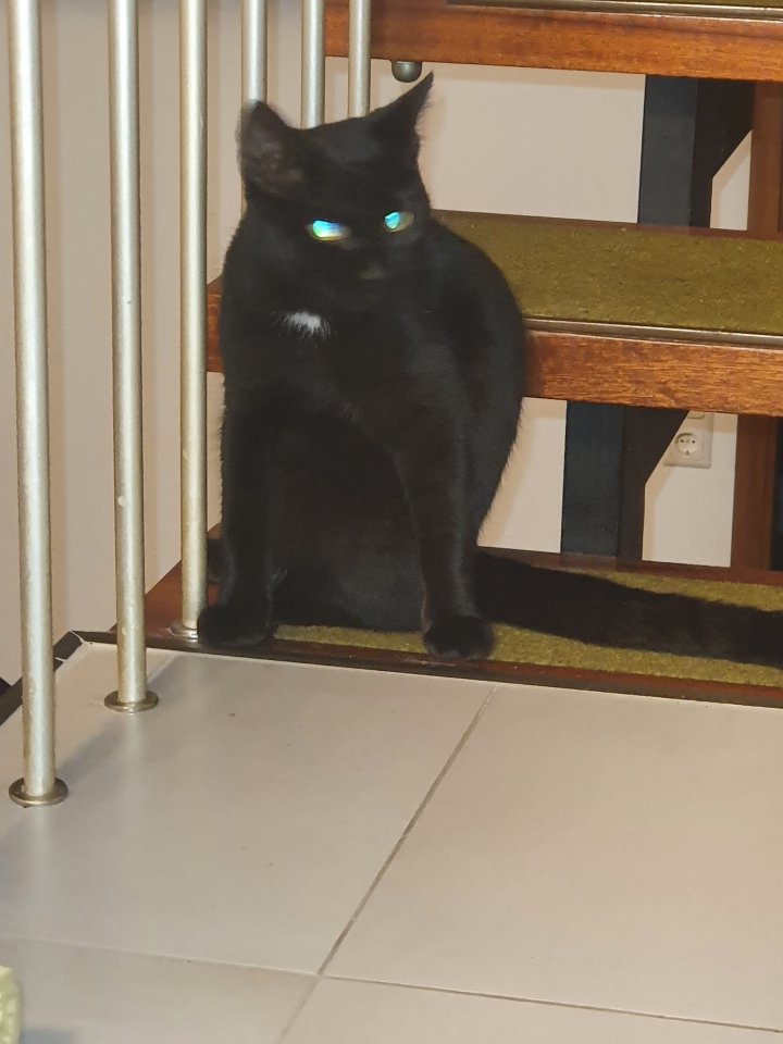 BKK Bombay mix schwarz - Katzen - Eberdingen