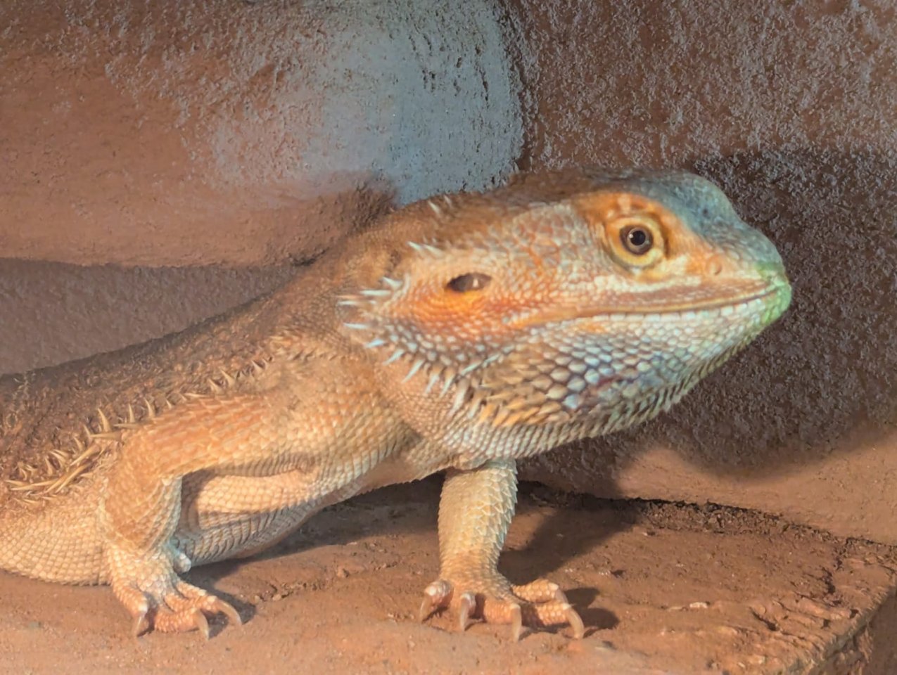 Bartagame sucht neues Heim - Reptilien - Bad Soden