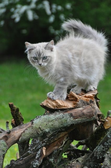 Ragdoll lynx blue mink - Katzen - Melbeck