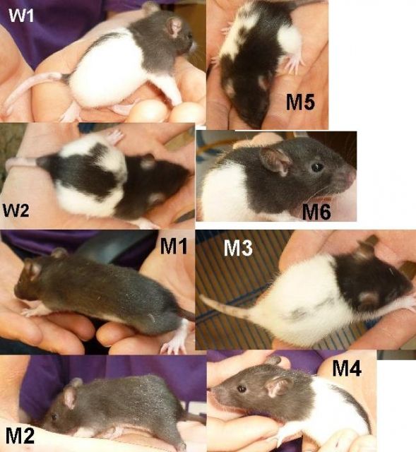 Rattenbabys - Ratten - München
