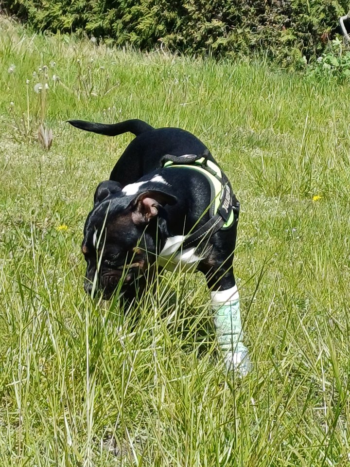 Zauberhaftes - Mädchen- sucht - Taum Zuhause * - Hunde - Berlin