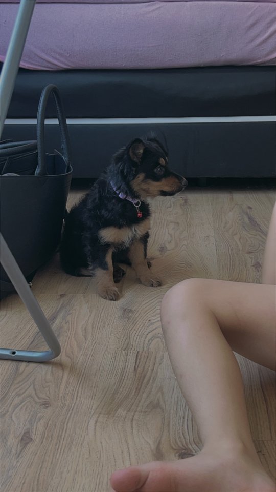 Yorkshire Terrier mix Welpe - Hunde - Mönchengladbach