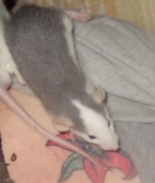 5 süsse Rattenbuben mit Gehege suchen ein neues Zuhause - Ratten - Aachen