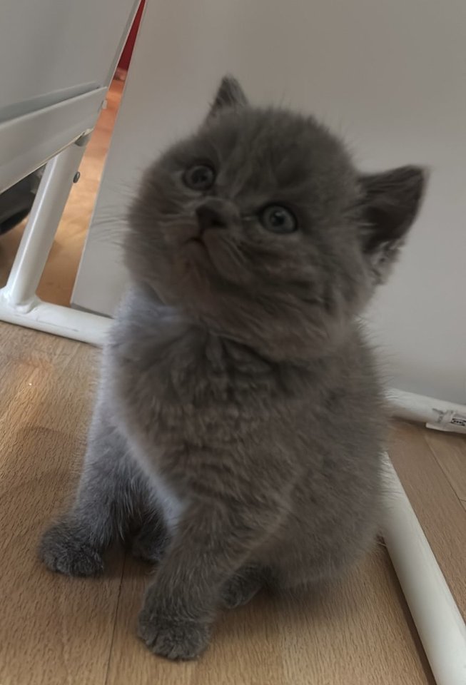 ? Süßer Britisch Kurzhaar Kater sucht ein liebevolles Zuhause ? - Katzen - Rastatt